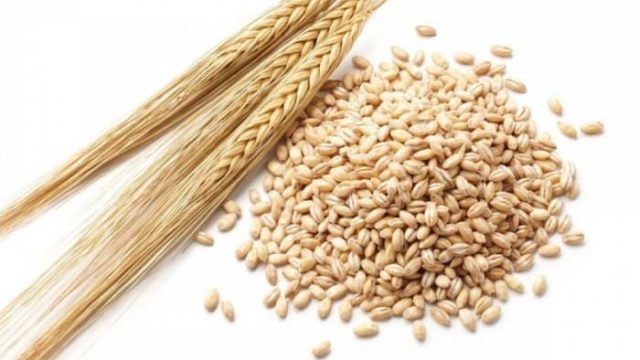 اكتشفي فوائد الشعير للتخلص من الوزن الزائد