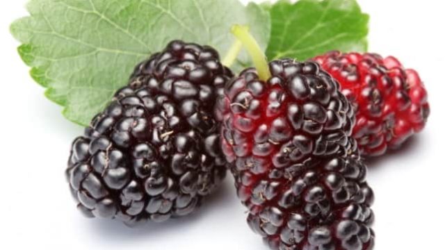 التوت الأحمر كنز طبيعي للصحة والجمال