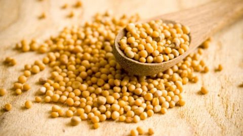 اكتشفي فوائد صابون الخردل الجمالية واصنعيه بنفسك!