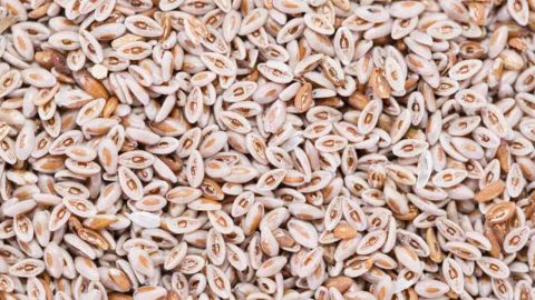 اكتشفي الاستخدامات الجمالية لبذور القاطونة