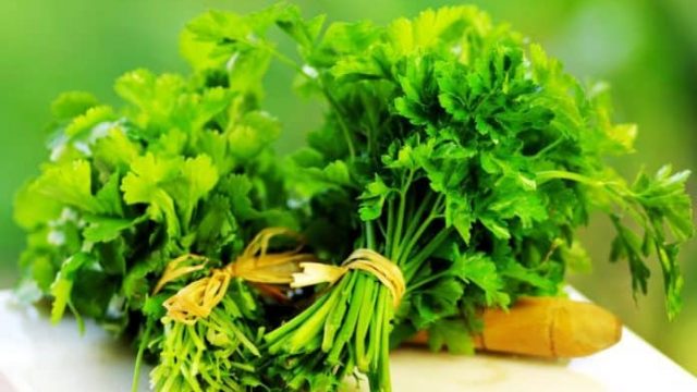 7 فوائد صحية رائعة لنبات الكزبرة.. تعرفي عليها معنا