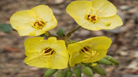 6 فوائد لزيت زهرة الربيع المسائية لا تفوتي معرفتها