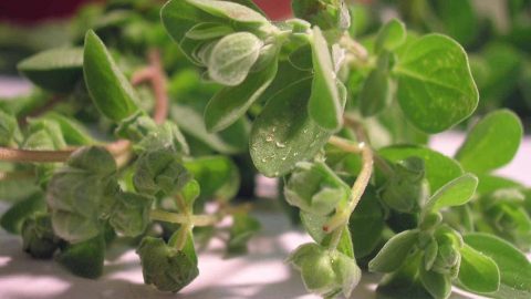 تعرفي إلى فوائد البردقوش الصحية والجمالية