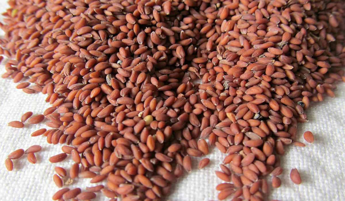 فوائد حب الرشاد