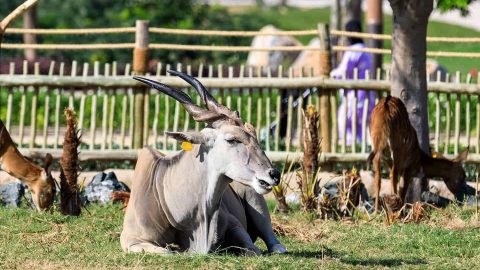 حديقة الحيوانات في دبي أسرار وتفاصيل رائعة عليك معرفتها