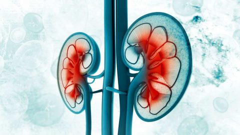 5 أغذية رئيسية تساعد على تعزيز وظائف الكلى