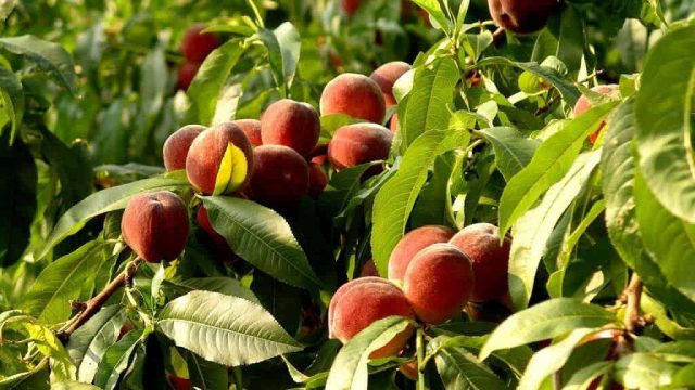 احصلي على جسم ممشوق ومتناسق مع ريجيم الدراق