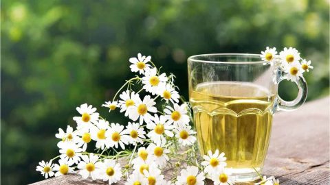 هل يمكن شرب البابونج أول شهور الحمل؟