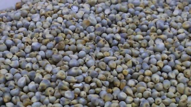 تعرفي إلى المنافع الصحية لحبوب الدخن