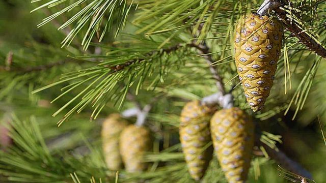 إليك الفوائد الصحية لعسل الصنوبر واستخداماته الجمالية المميزة!