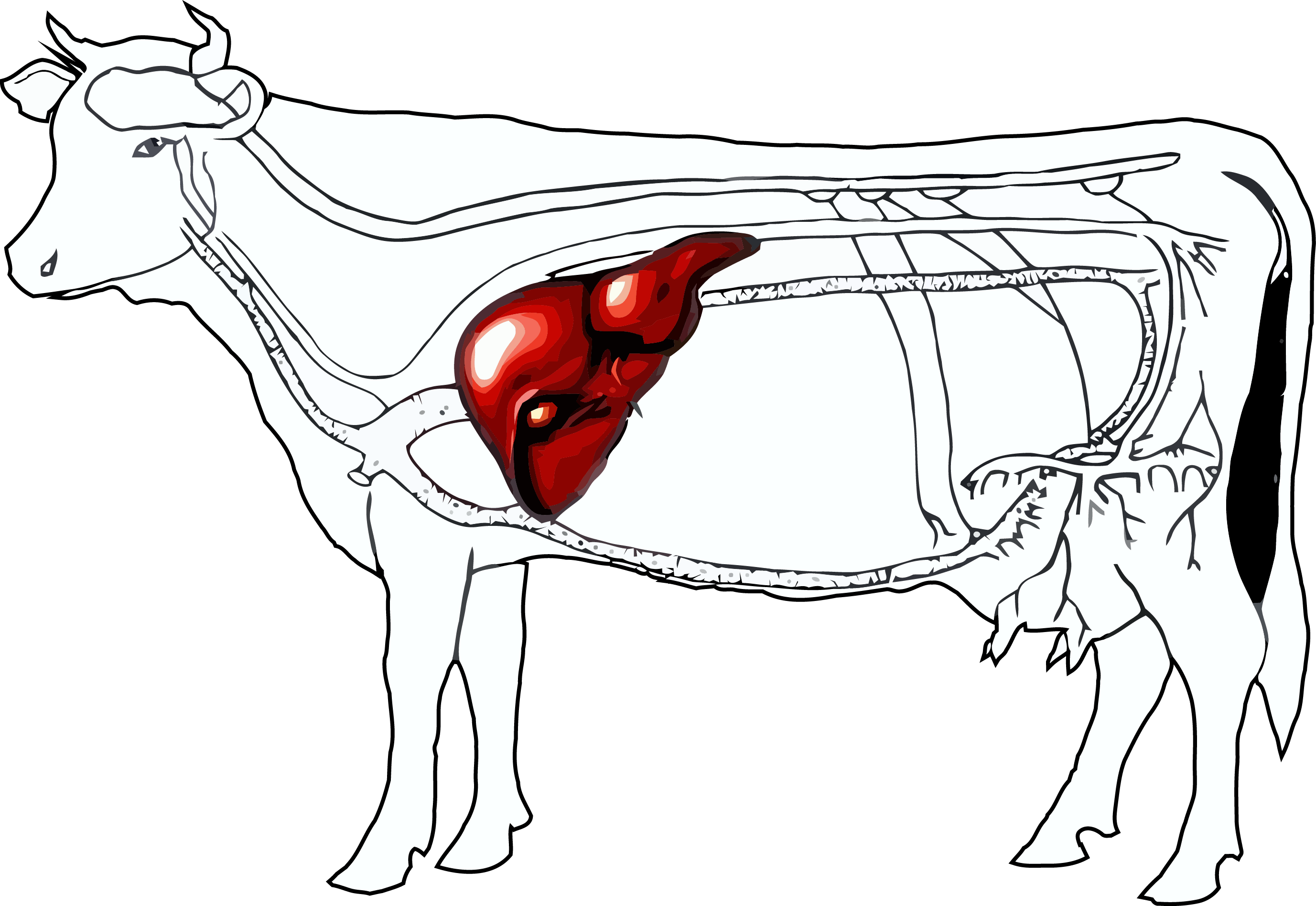 Что у коровы впереди у быка позади. Топография селезенки у КРС. Печень крупного рогатого скота схема. Селезенка КРС анатомия.