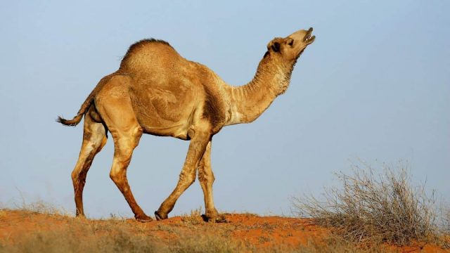 لماذا تُقتل الجمال في أستراليا ؟ وماهي علاقتها بالحرائق ؟