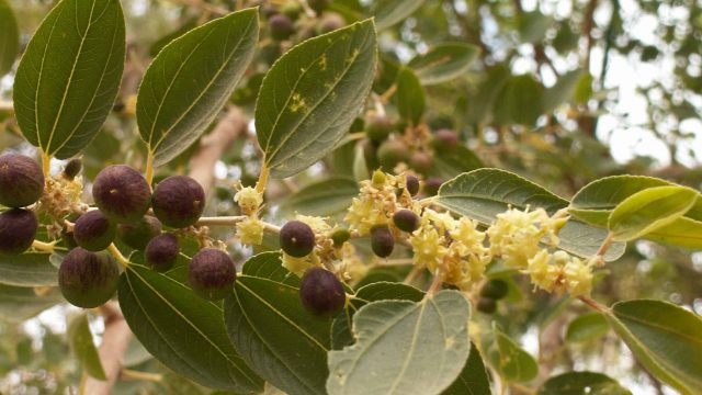 جربي استخدام السدر للجسم وانعمي بجمال مشرق