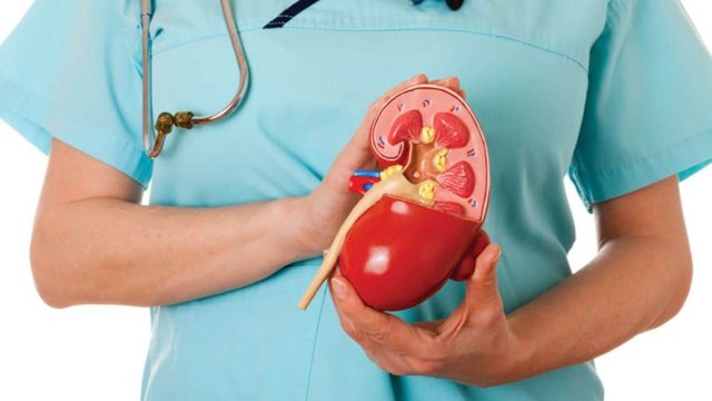 7 مفاتيح أساسية للعناية بصحة الكلى