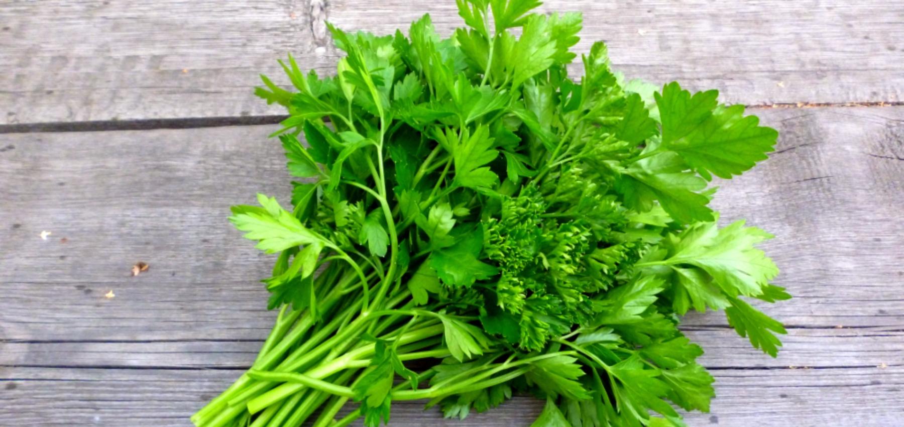 شوربة البقدونس