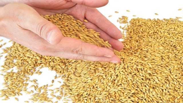 فوائد الشعير للبشرة والشعر ستذهلك اكتشفيها معنا