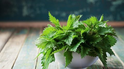 اعتني بجمال شعرك مع أقنعة زيت القراص المنزلية