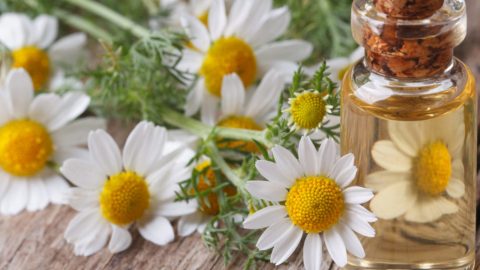 إليك فوائد بخاخ البابونج للشعر الملون والطريقة الصحيحة لاستخدامه