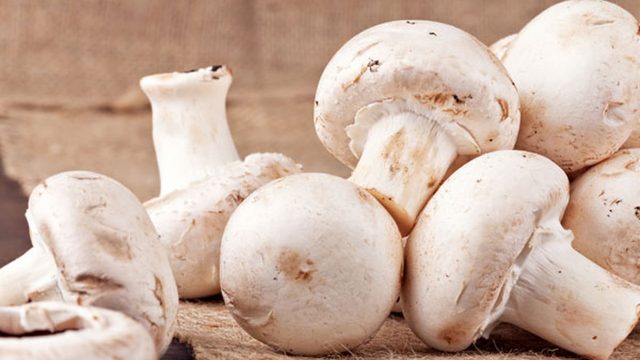 4 أسباب صحية تدفعك لتناول الفطر الأبيض!