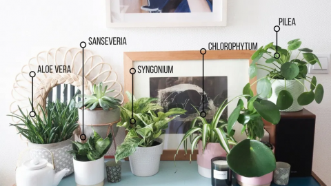 أفكار سهلة لتوظيف النباتات ضمن ديكور المساحات الداخلية