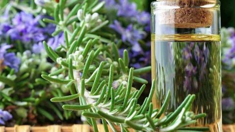 جربي منشط القراص وإكليل الجبل لشعر قوي ولامع