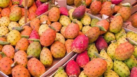 تعرفي على الفوائد الصحية لثمار التين الشوكي