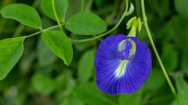 تعرفي على الفوائد الصحية للشاي الأزرق التايلاندي