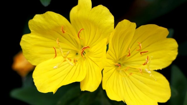 زيت زهرة الربيع المسائية وأهم الفوائد الجمالية