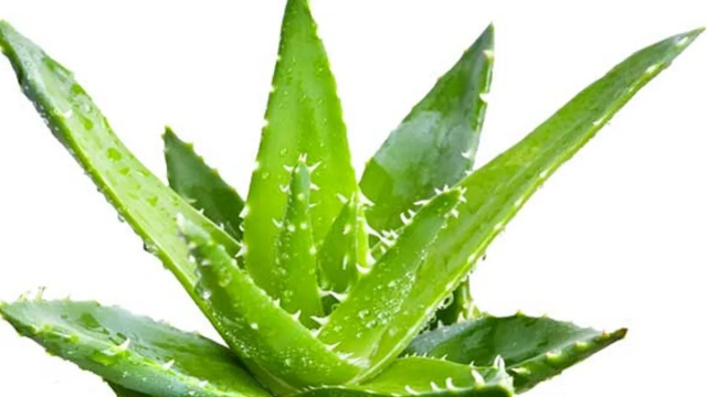 جربي أفضل سيرومات الألوفيرا المنزلية للعناية بالبشرة