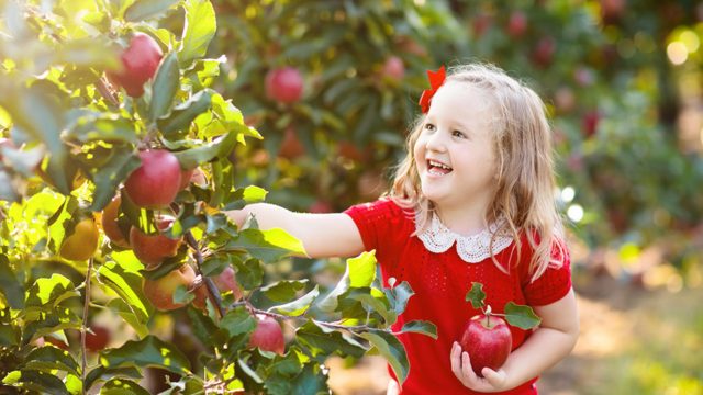 إليك فوائد تناول التفاح لصحة الأطفال