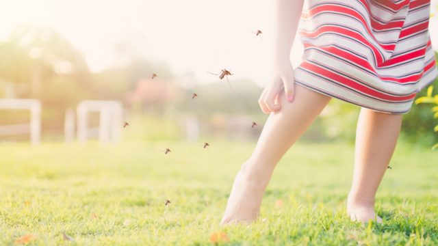 5 أعشاب لطرد البعوض من المنزل بشكل فعال!