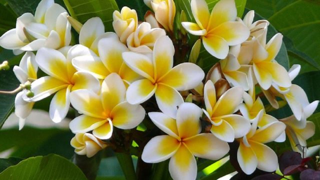 5 نباتات داخلية للحصول على رائحة منزل عطرة بشكل طبيعي!