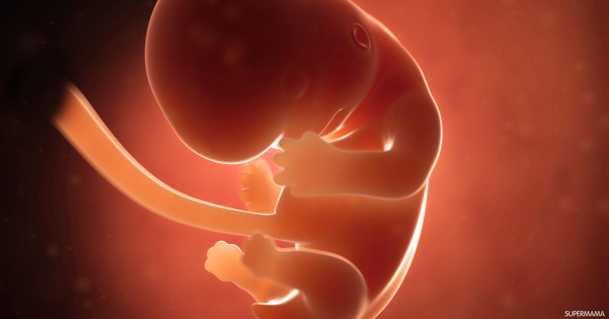 تطورات الجنين في الشهر الثاني