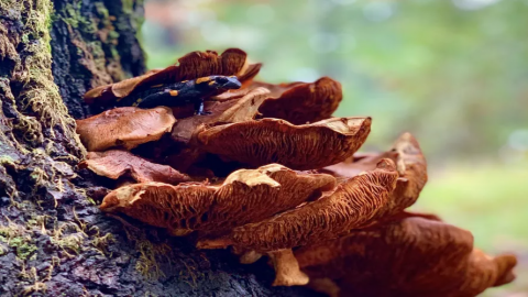 فوائد الفطر الريشي للبشرة و 3 أسباب جمالية تدفعك لتناوله