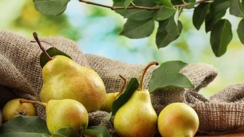 الكمثرى ثمار شهية بفوائد صحية !