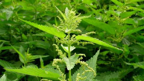 نبات القراص بين الفوائد والمحاذير