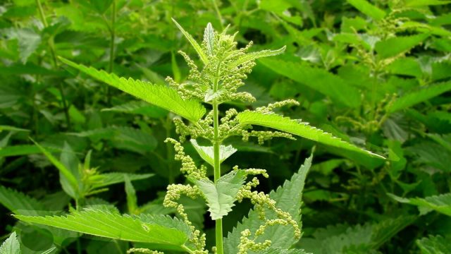 نبات القراص بين الفوائد والمحاذير