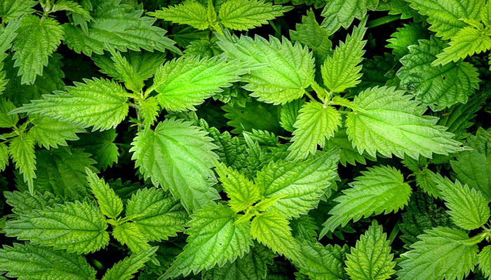 نبات القراص بين الفوائد والمحاذير