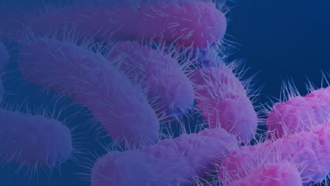 عادات سلبية تضر بالميكروبيوتا المعوية!