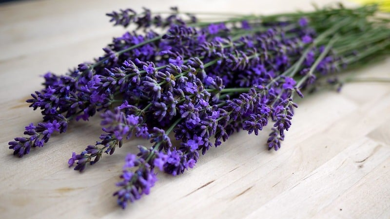 وصفات الجمال الاستوائي 